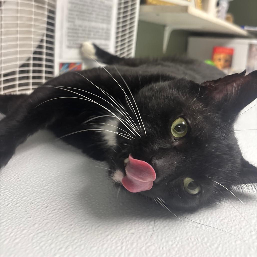 Abaddon, a Adoptable Domestic Short Hair in Canastota, NY image 3/6