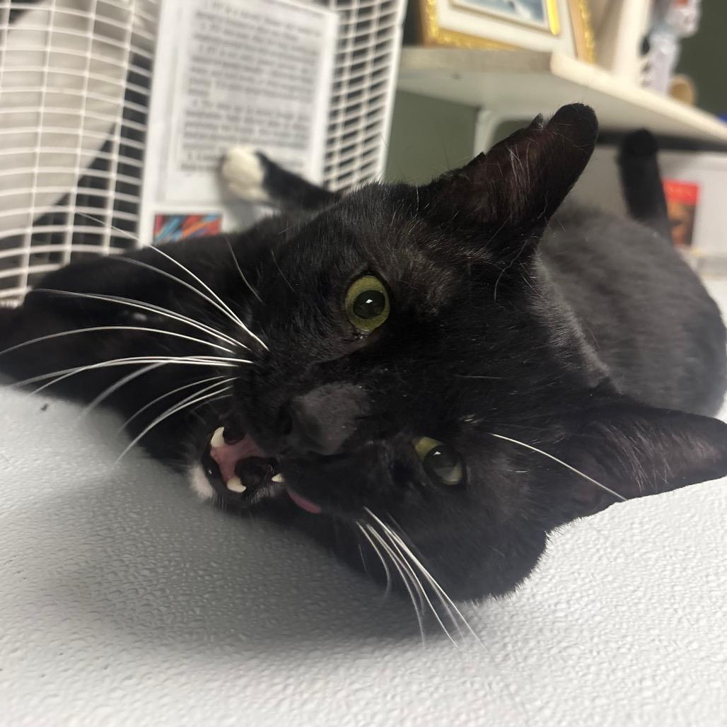 Abaddon, a Adoptable Domestic Short Hair in Canastota, NY image 4/6