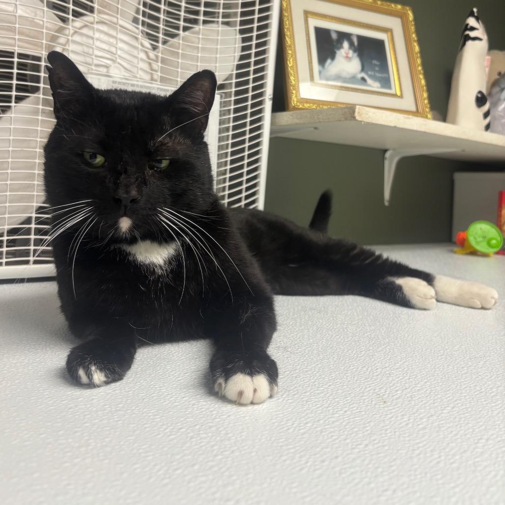 Abaddon, a Adoptable Domestic Short Hair in Canastota, NY image 6/6