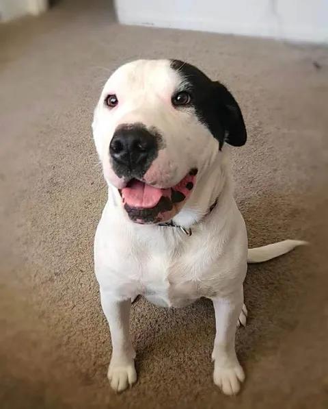 Enlarge Moose, a Adoptable mixed breed in Rochester, WA image 2/5