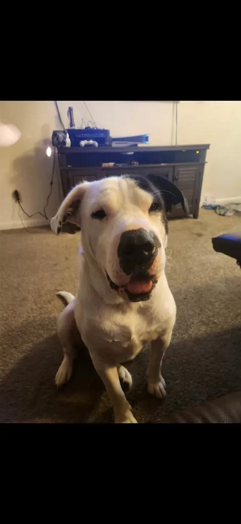 Enlarge Moose, a Adoptable mixed breed in Rochester, WA image 3/5