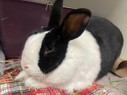 Enlarge Sinchu, a Adoptable Dutch in Boulder, CO image 1/1