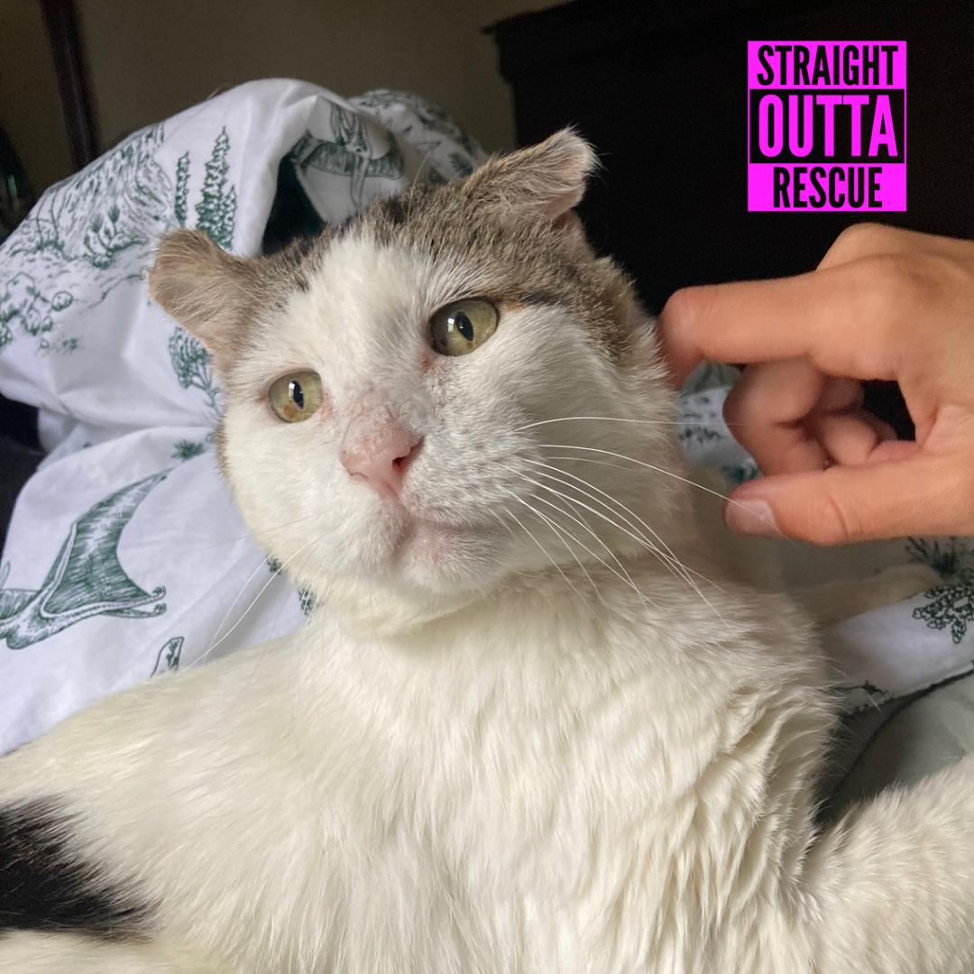 Enlarge Balboa, a Adopted Domestic Short Hair in Vancouver, BC image 2/6