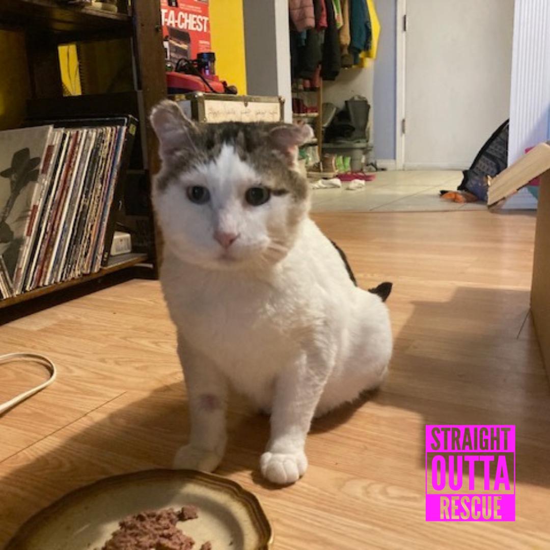 Enlarge Balboa, a Adopted Domestic Short Hair in Vancouver, BC image 3/6