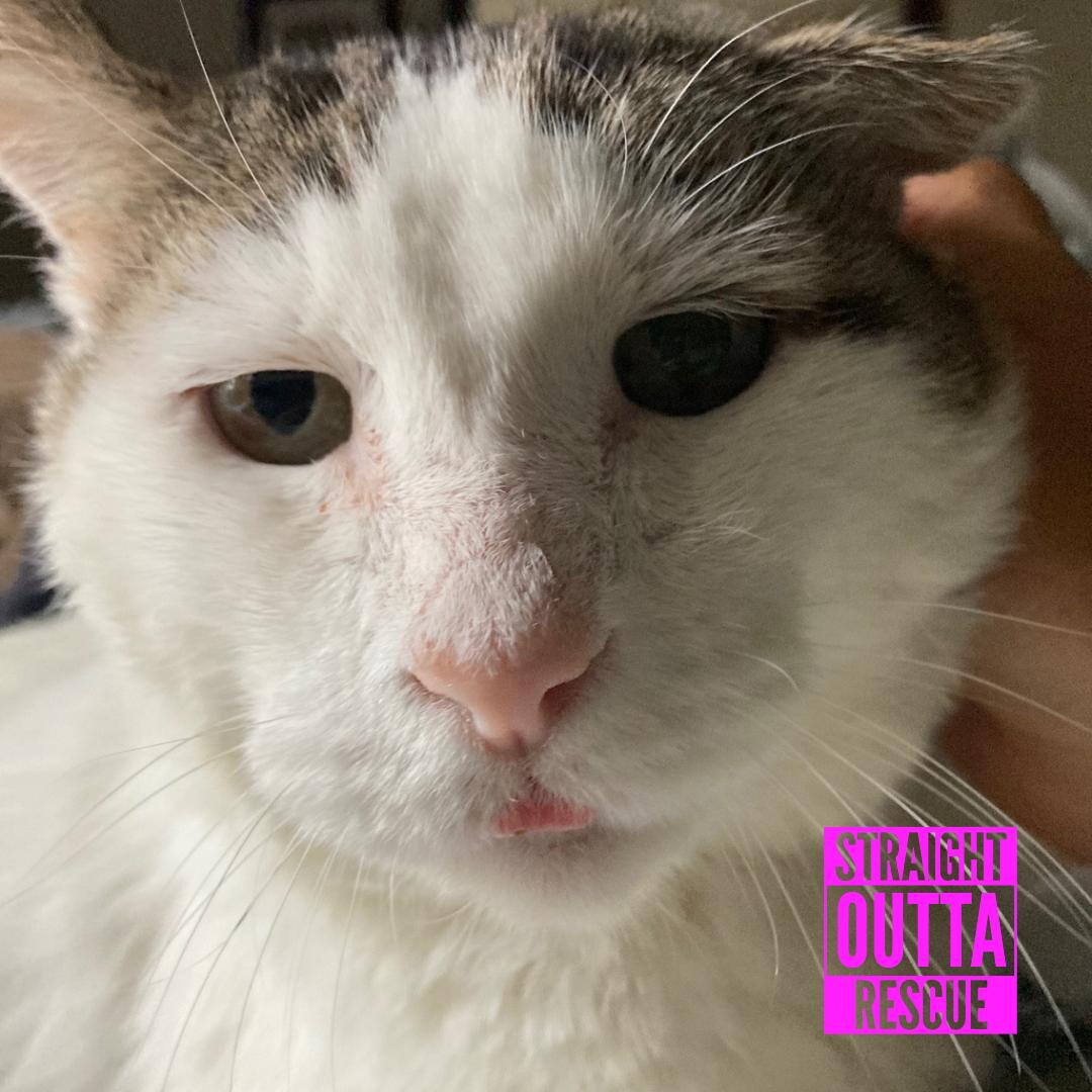 Enlarge Balboa, a Adopted Domestic Short Hair in Vancouver, BC image 6/6