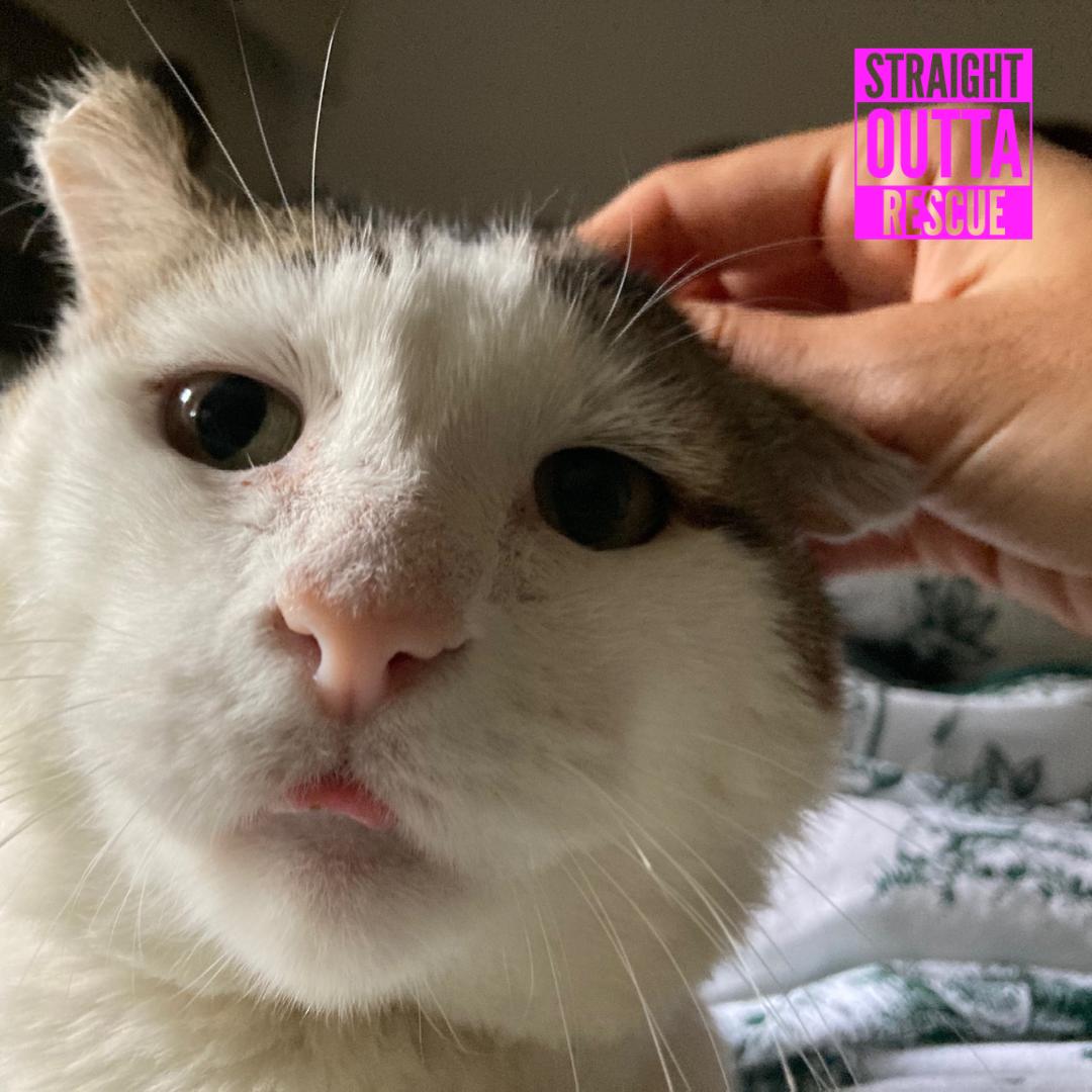 Enlarge Balboa, a Adopted Domestic Short Hair in Vancouver, BC image 1/6