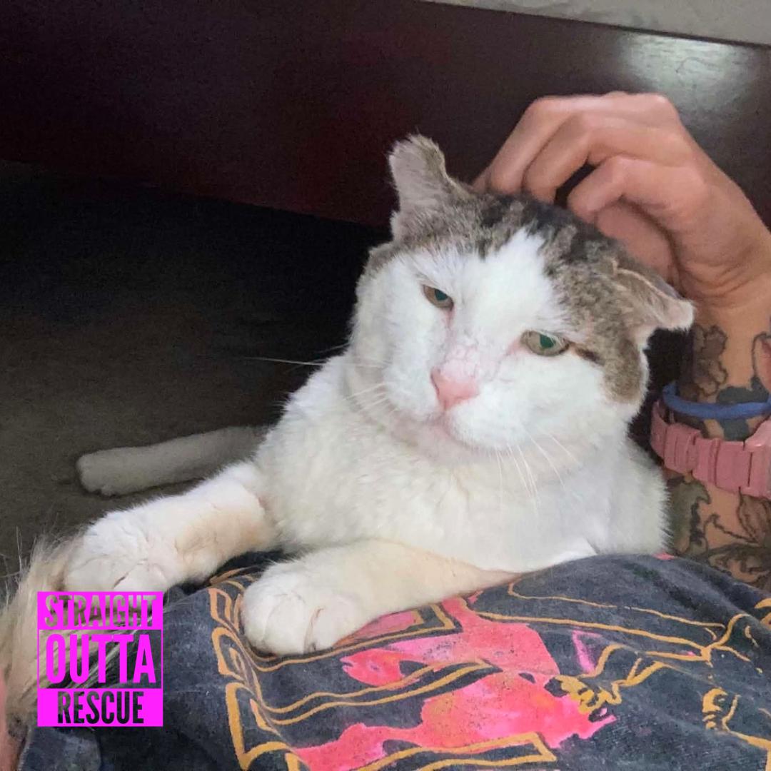Enlarge Balboa, a Adopted Domestic Short Hair in Vancouver, BC image 5/6