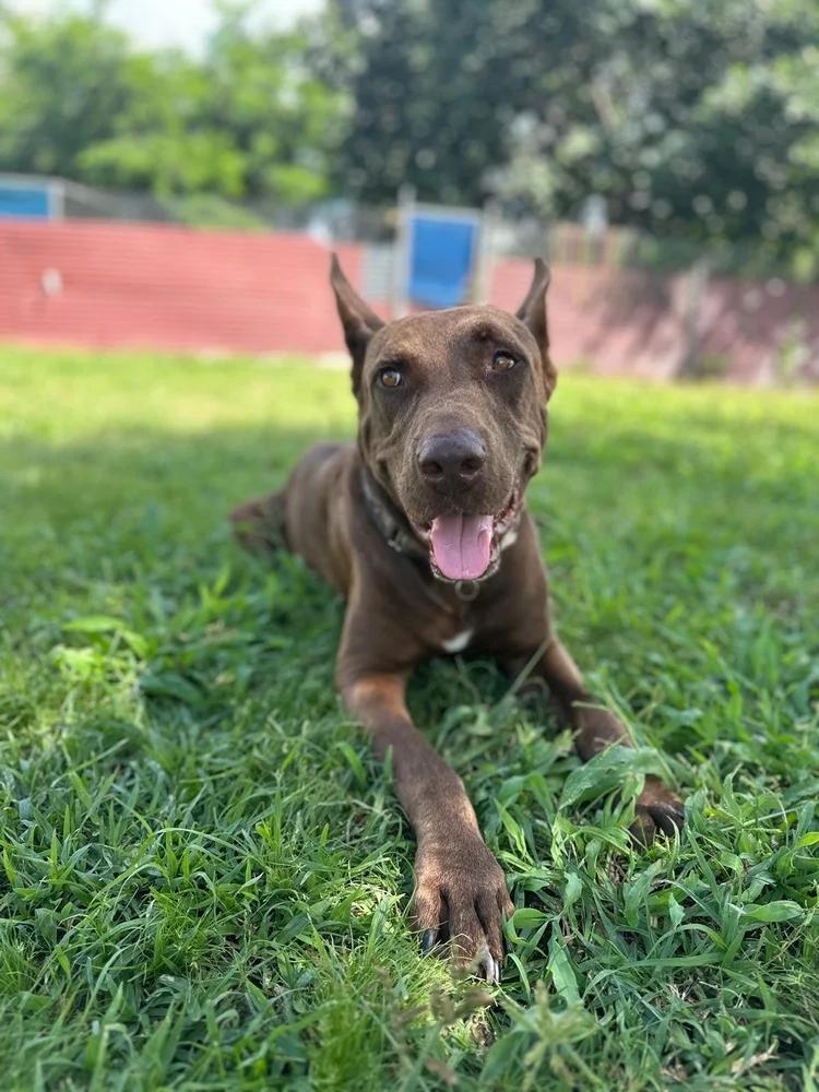Enlarge Zeus, a Adoptable mixed breed in Toronto, ON image 6/6