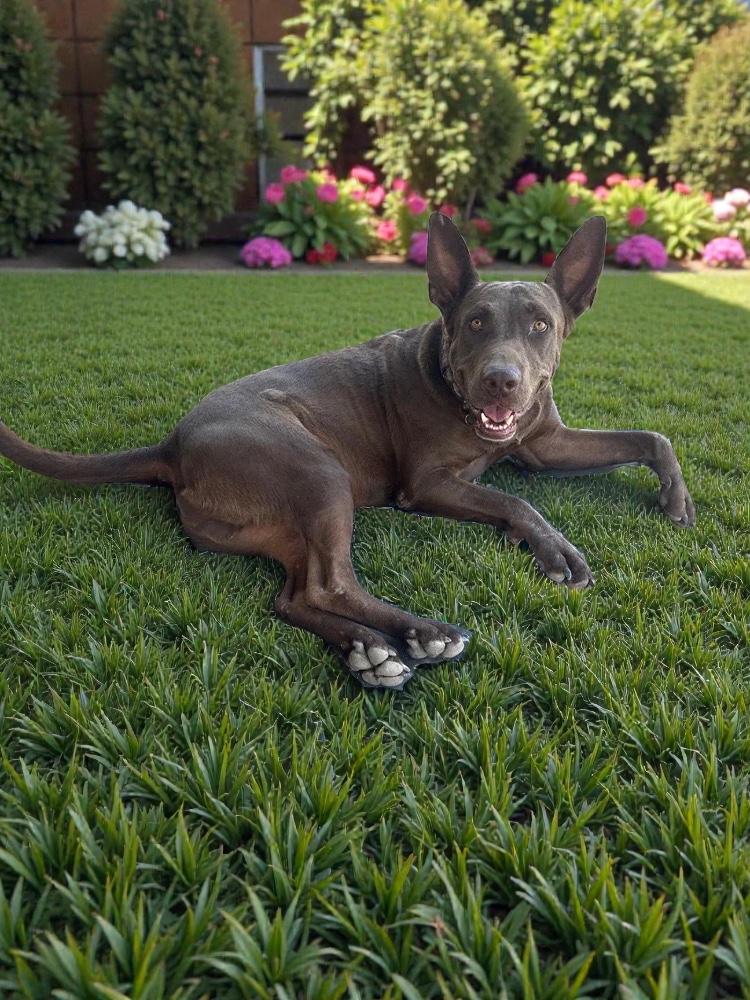 Zeus, Adoptable, Adult Male Shepherd & Carolina Dog.