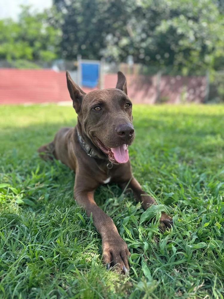 Enlarge Zeus, a Adoptable mixed breed in Toronto, ON image 3/6