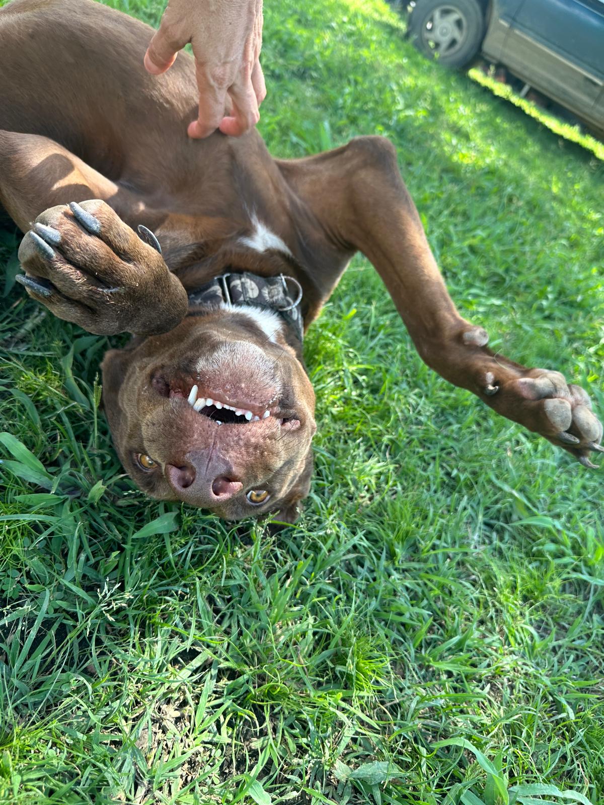 Enlarge Zeus, a Adoptable mixed breed in Toronto, ON image 4/6