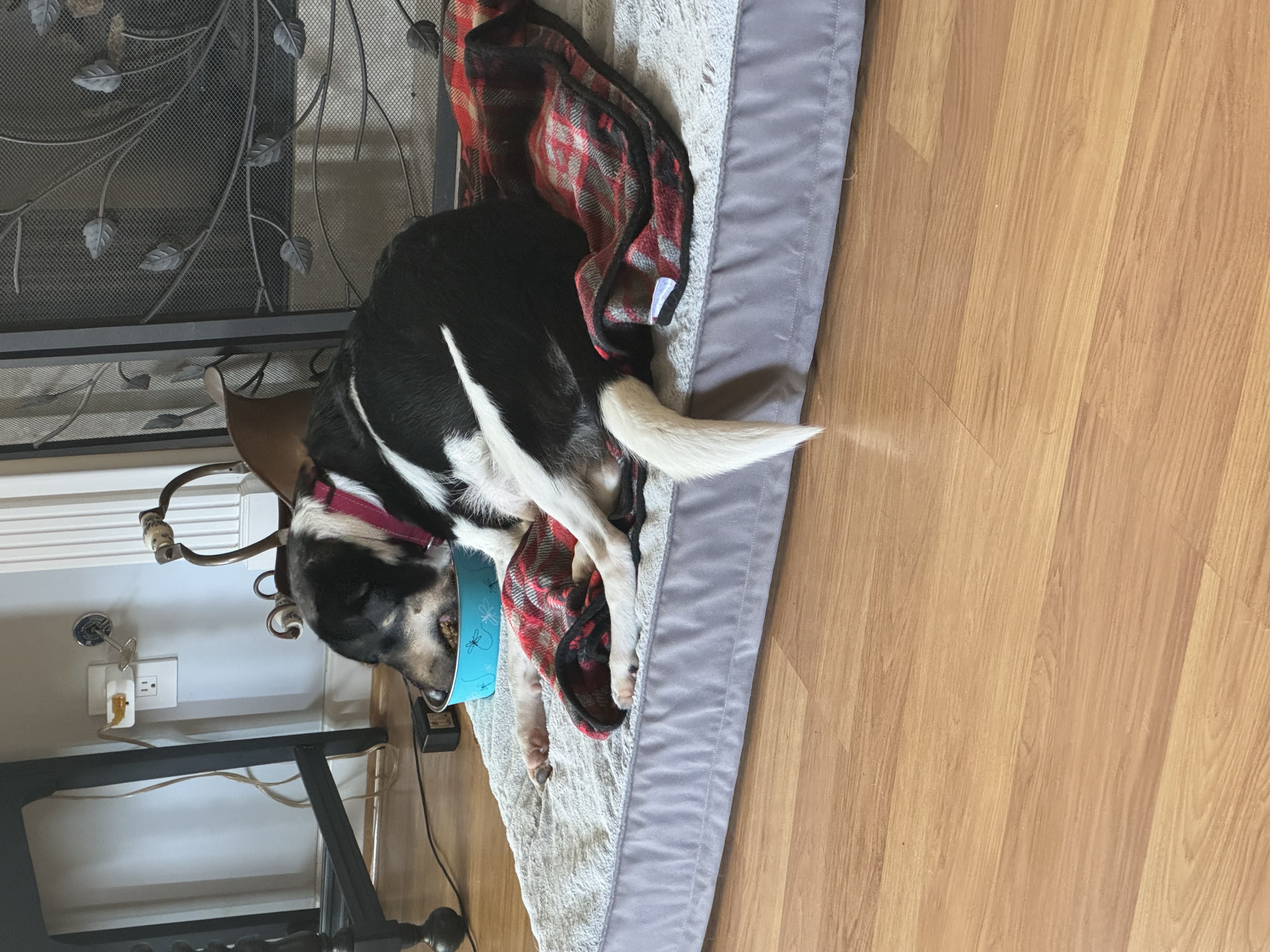 Enlarge Gwenie, a Adoptable mixed breed in Mount Juliet, TN image 1/5