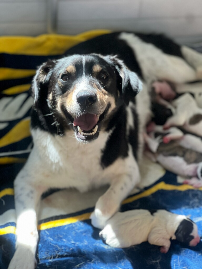 Enlarge Gwenie, a Adoptable mixed breed in Mount Juliet, TN image 2/5