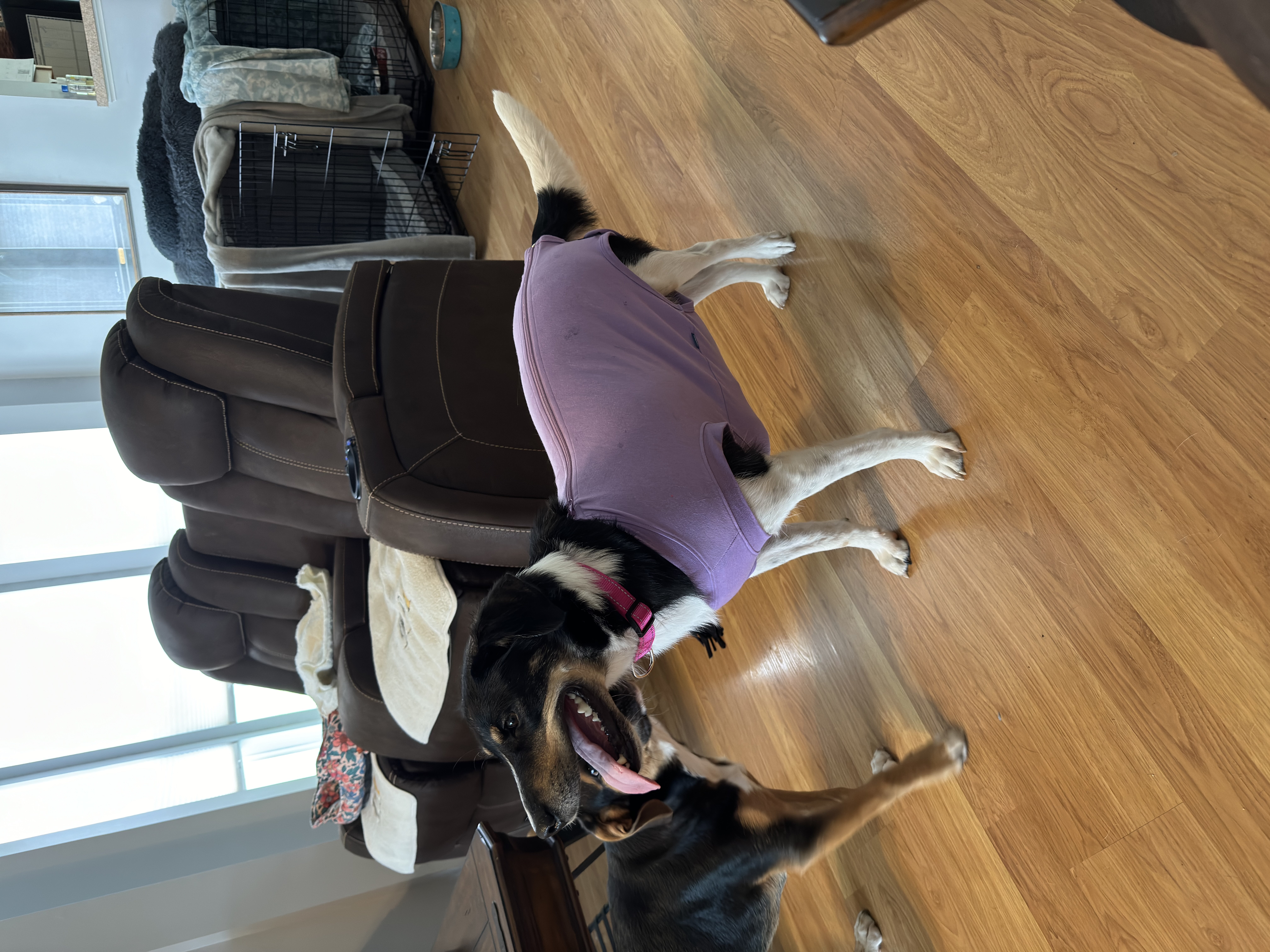 Enlarge Gwenie, a Adoptable mixed breed in Mount Juliet, TN image 3/5