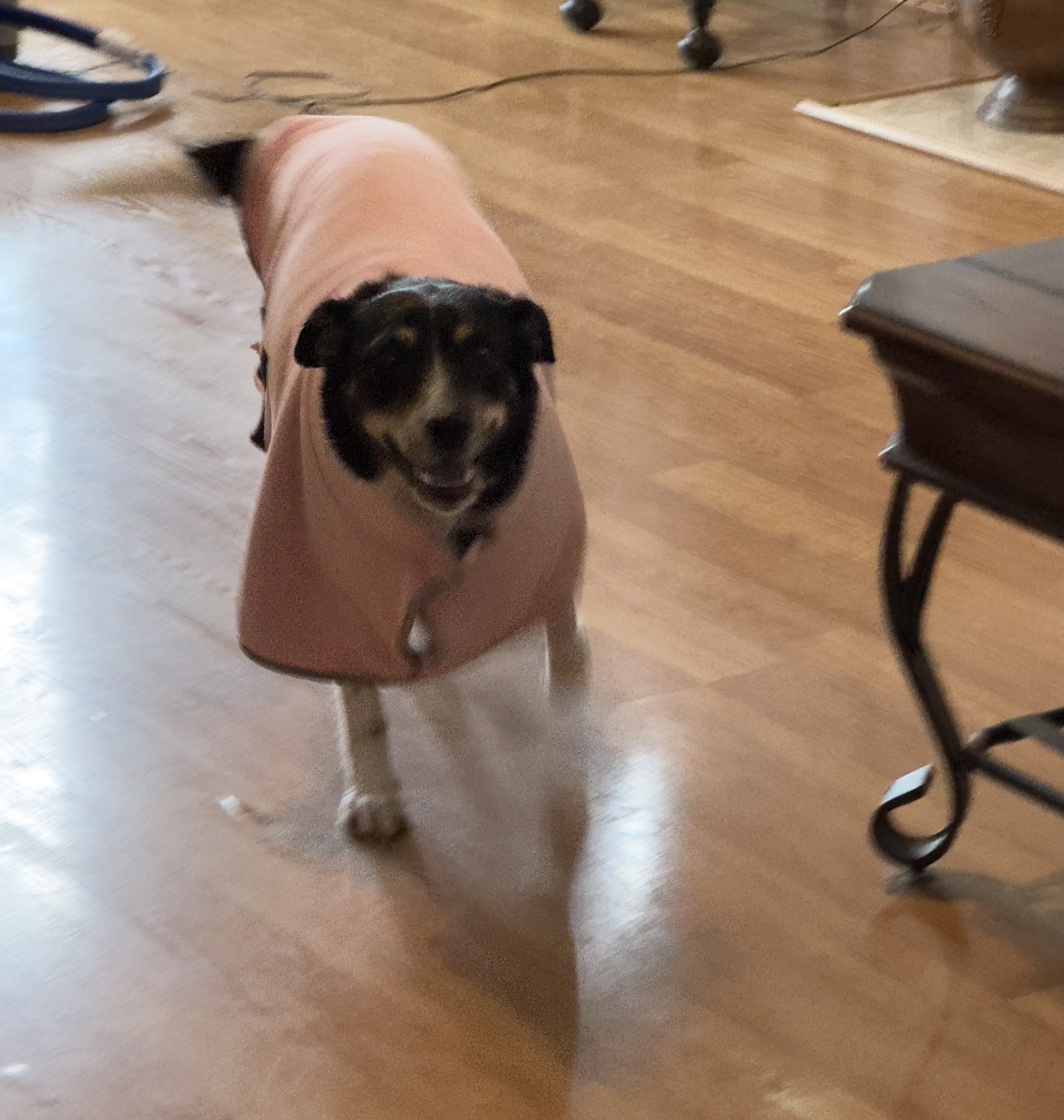 Enlarge Gwenie, a Adoptable mixed breed in Mount Juliet, TN image 4/5