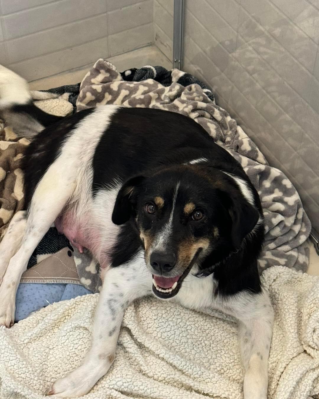 Enlarge Gwenie, a Adoptable mixed breed in Mount Juliet, TN image 5/5