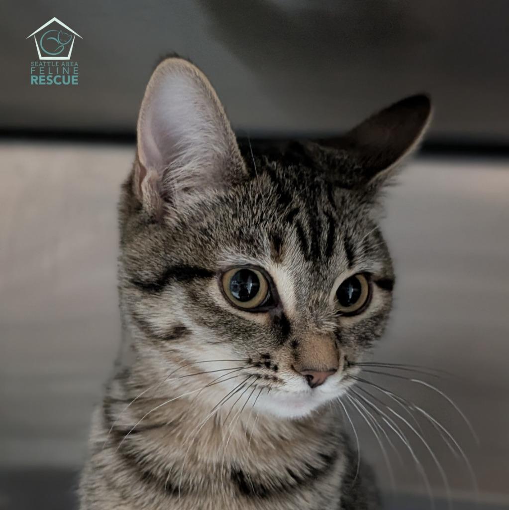 Shale, Adoptable, Kitten Female Domestic Short Hair.