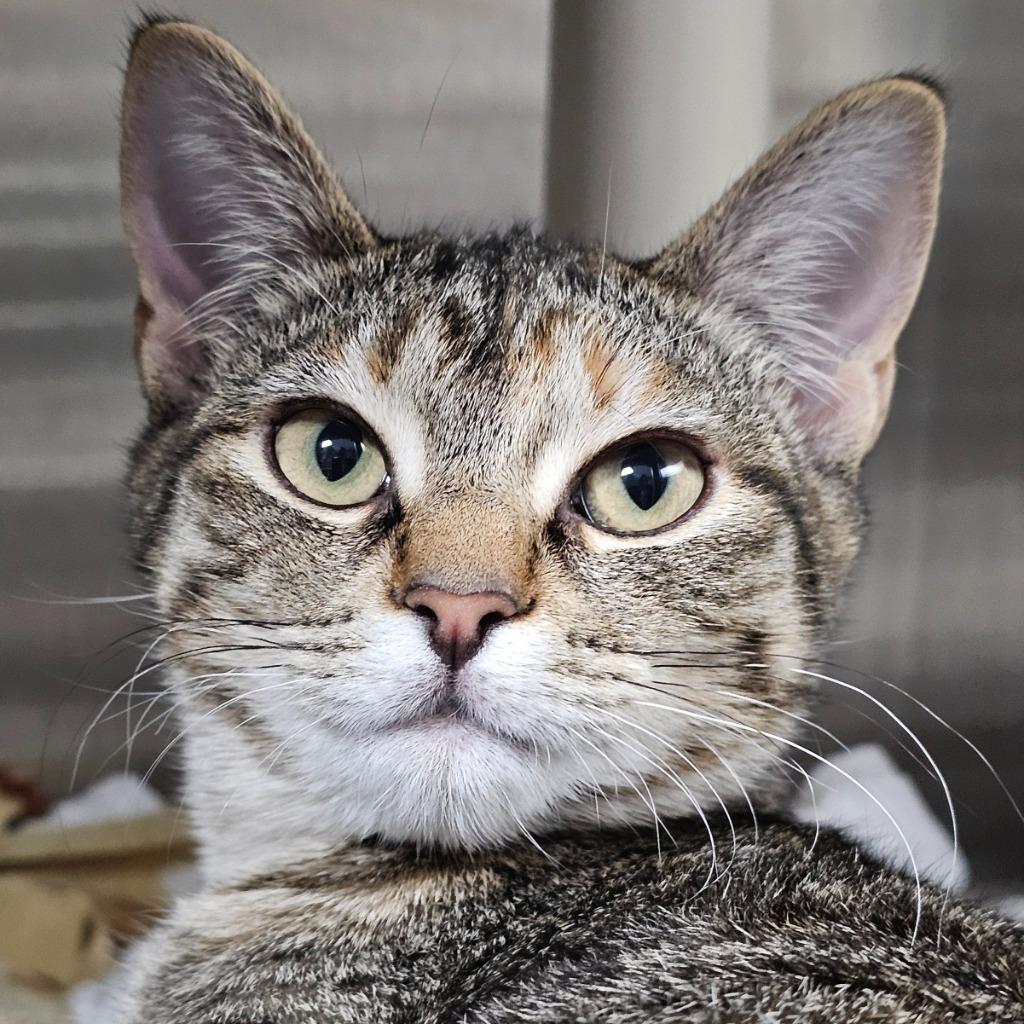 Enlarge Shale, a Adoptable mixed breed in Shoreline, WA image 2/2