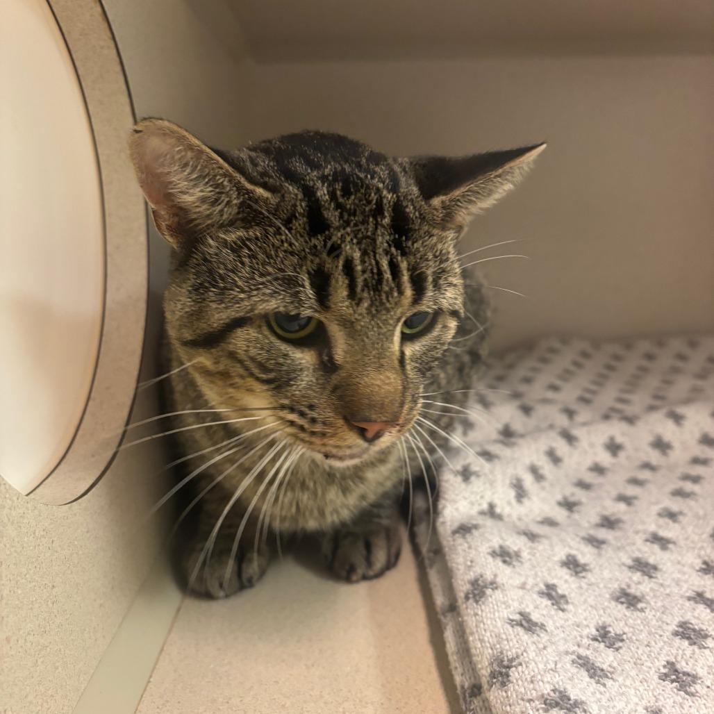 Enlarge Wills, a Adoptable Domestic Short Hair in Hudson, NY image 1/2