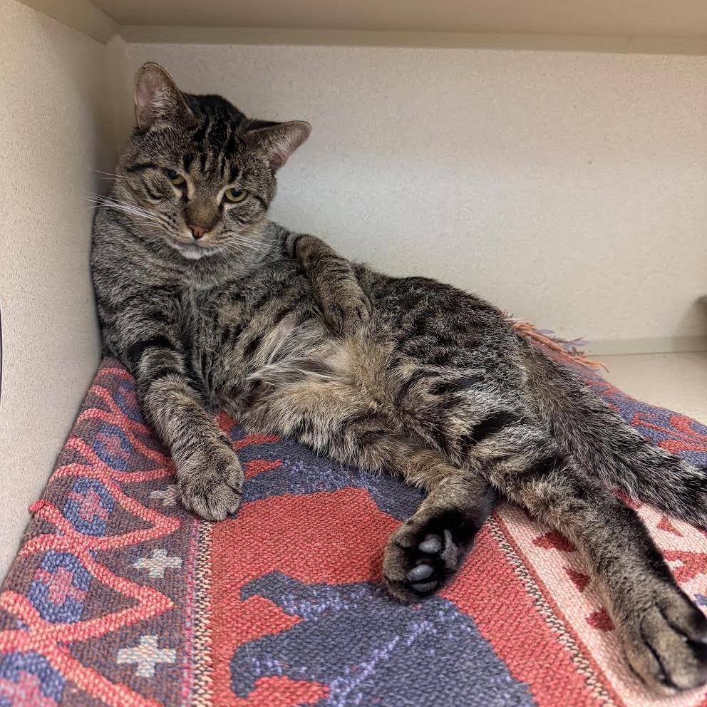 Enlarge Wills, a Adoptable Domestic Short Hair in Hudson, NY image 2/2