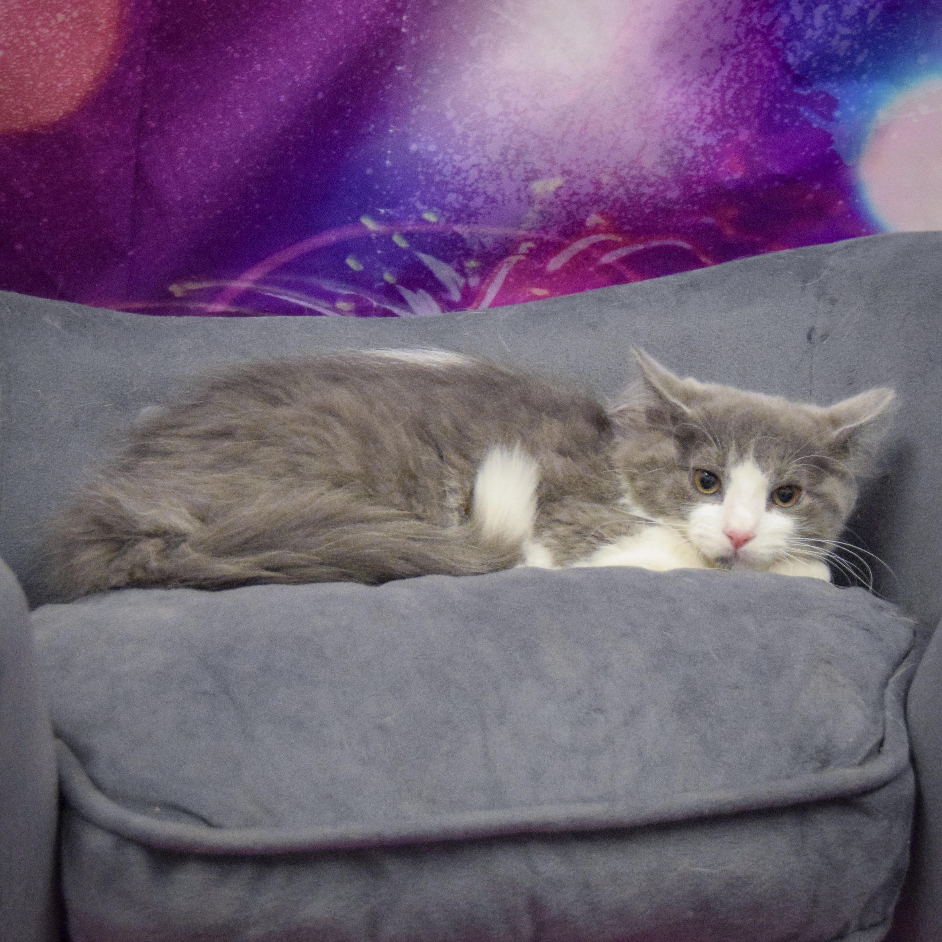 Stewart
