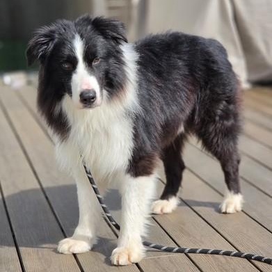 Enlarge Hoji, an adopted Australian Shepherd in Bellingham, WA image 4/6