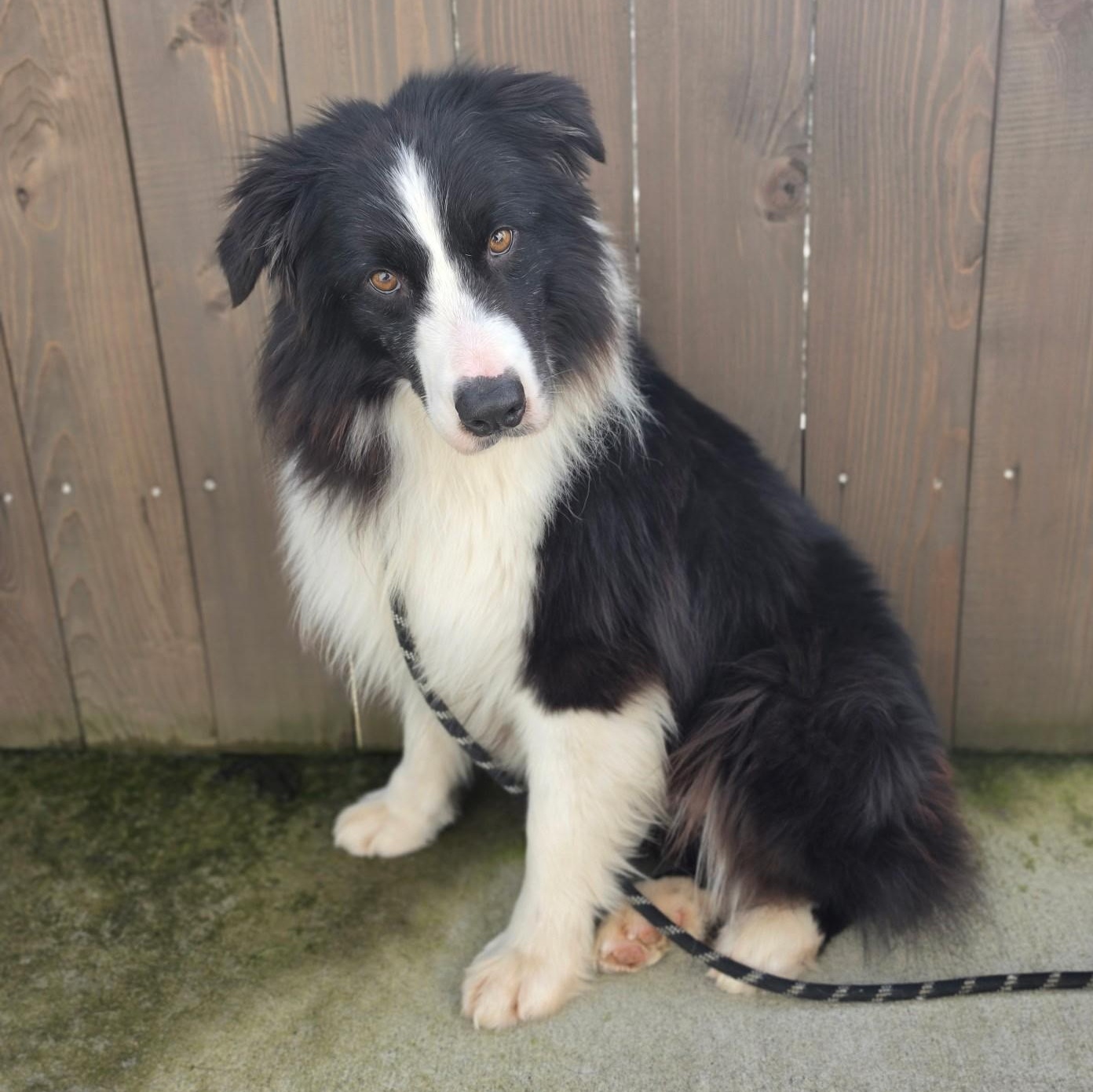 Enlarge Hoji, an adopted Australian Shepherd in Bellingham, WA image 3/6