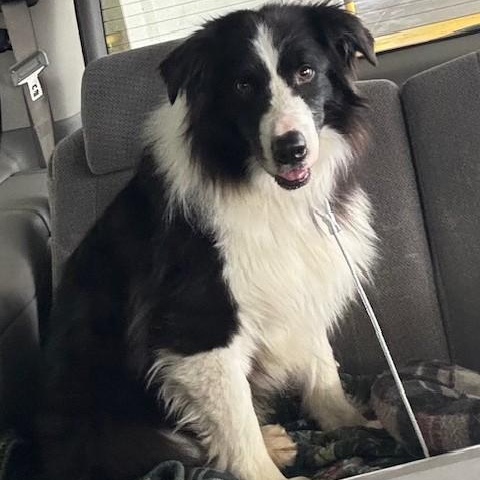 Enlarge Hoji, an adopted Australian Shepherd in Bellingham, WA image 2/6