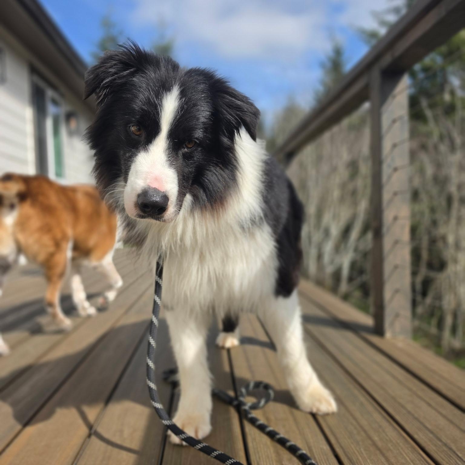 Enlarge Hoji, an adopted Australian Shepherd in Bellingham, WA image 6/6