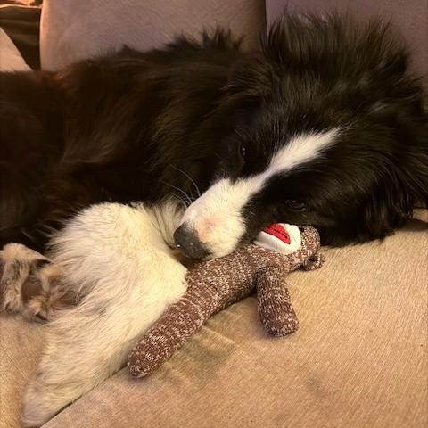 Enlarge Hoji, an adopted Australian Shepherd in Bellingham, WA image 5/6