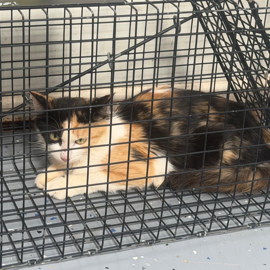 TUSC-Wildlife-85852, Adoptable, Adult Female Domestic Medium Hair.