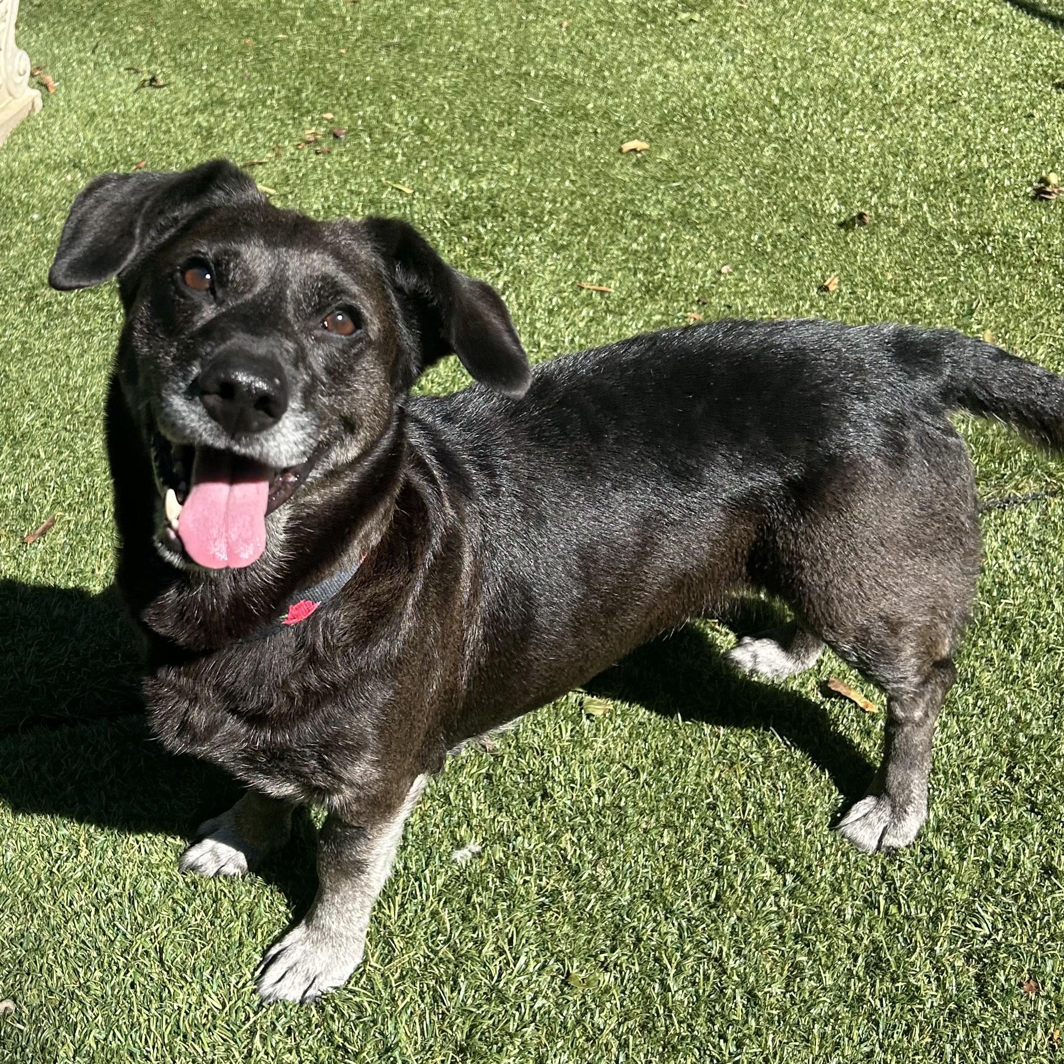 Enlarge Zucchini, a Adoptable mixed breed in Huntington, NY image 1/1