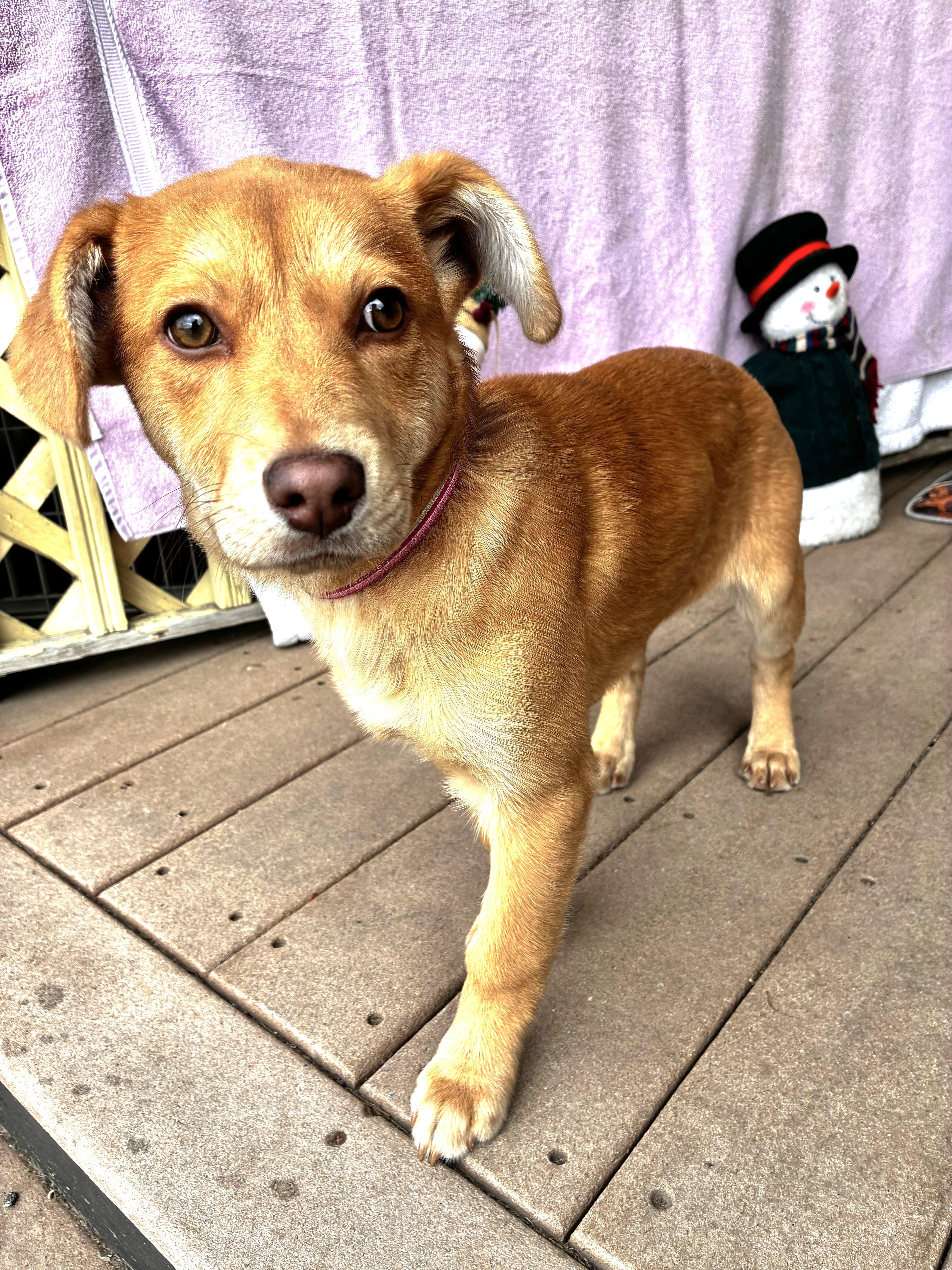 Enlarge Lil' Heart, a Adoptable mixed breed in West Chicago, IL image 1/3