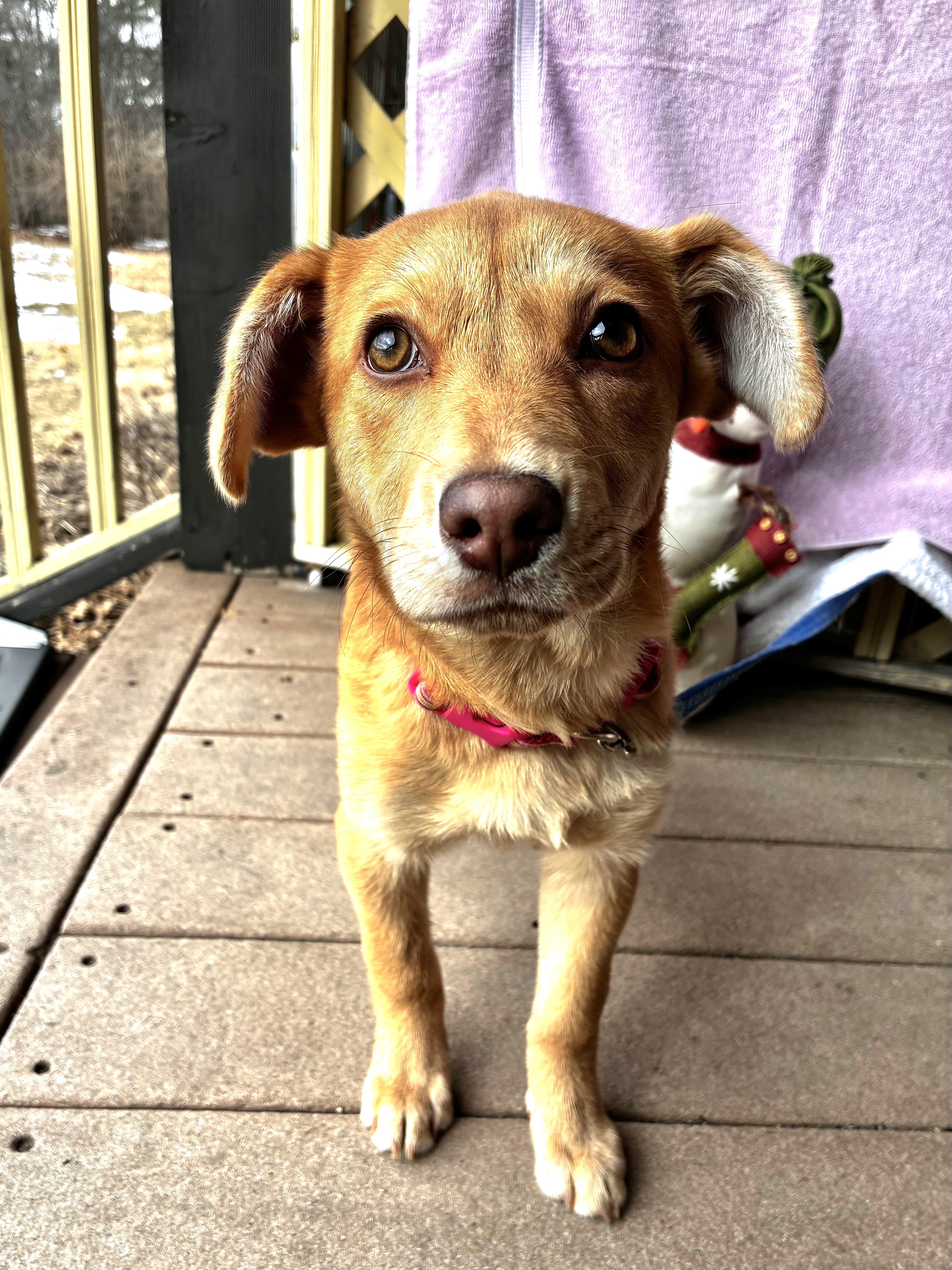 Enlarge Lil' Heart, a Adoptable mixed breed in West Chicago, IL image 2/3