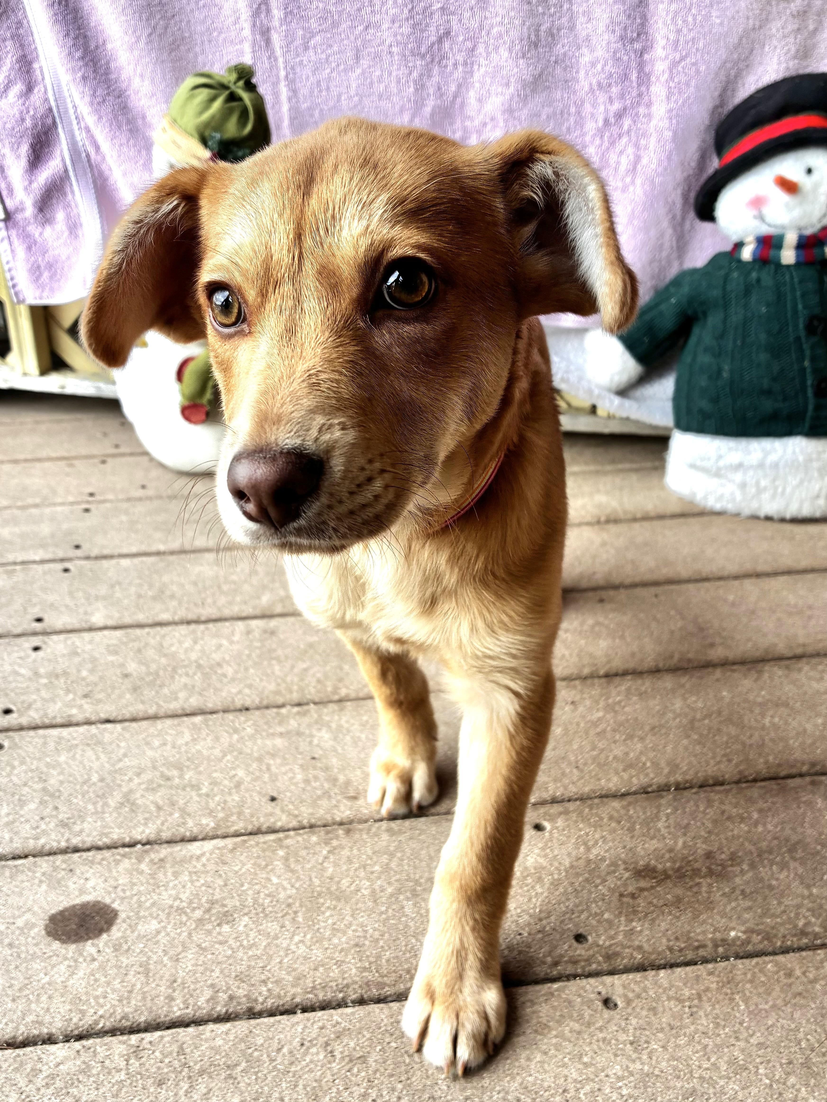 Enlarge Lil' Heart, a Adoptable mixed breed in West Chicago, IL image 3/3