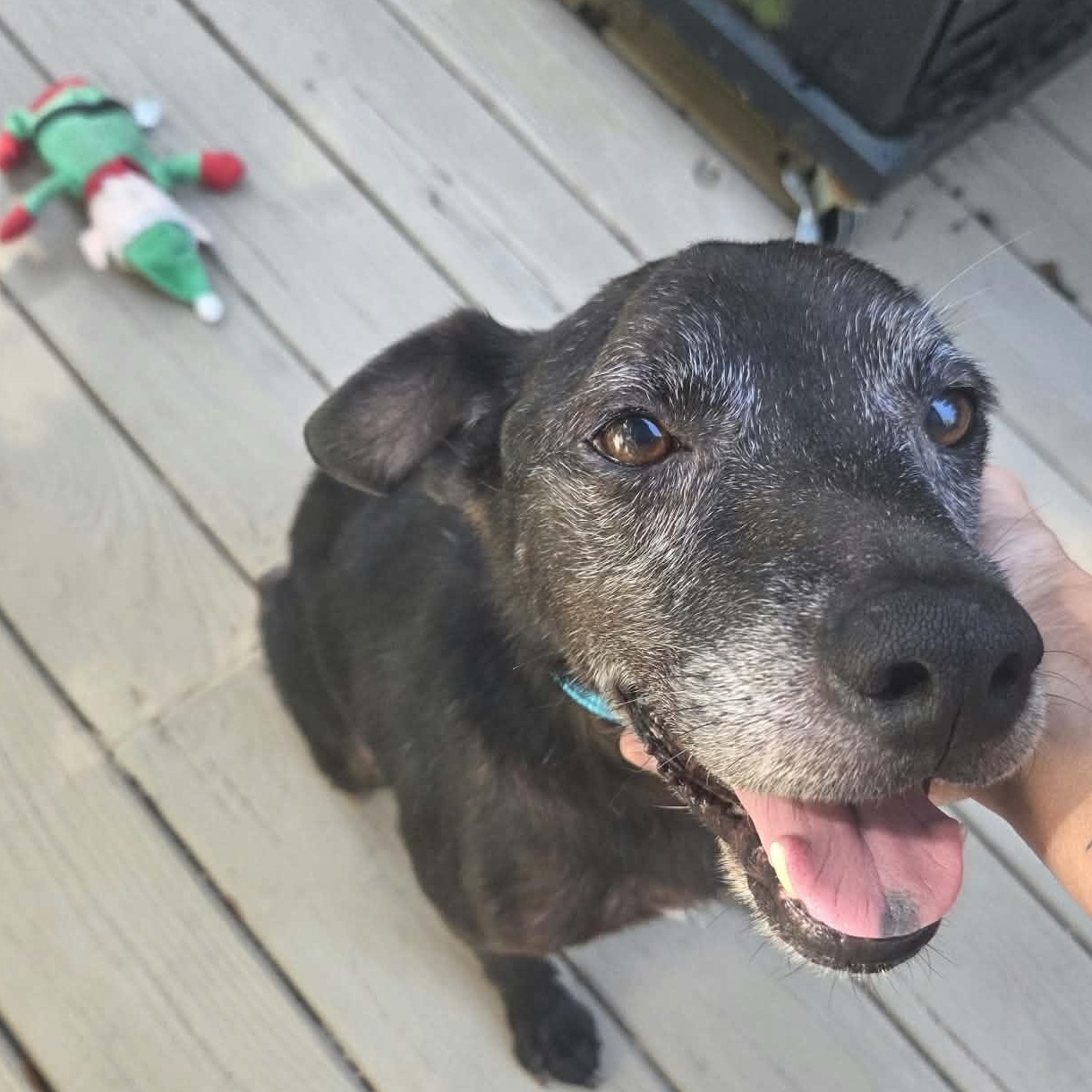 Enlarge LARRY, a Adoptable mixed breed in Nags Head, NC image 2/6