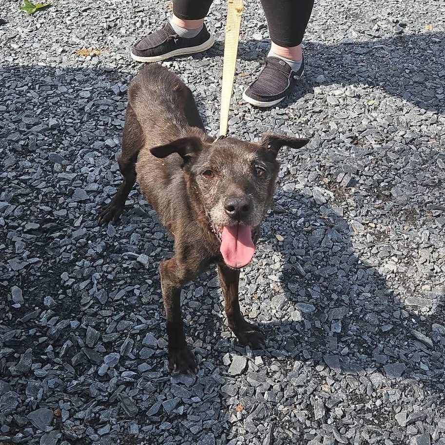 Enlarge LARRY, a Adoptable mixed breed in Nags Head, NC image 5/6