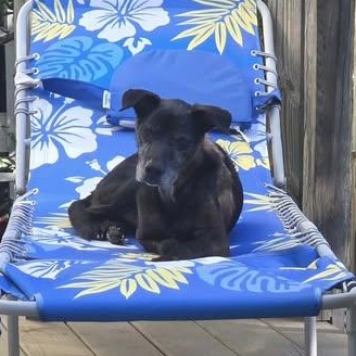 Enlarge LARRY, a Adoptable mixed breed in Nags Head, NC image 6/6