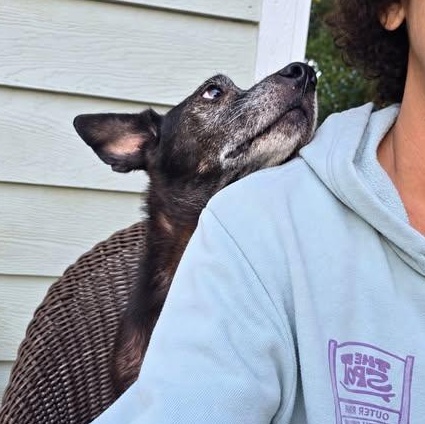 Enlarge LARRY, a Adoptable mixed breed in Nags Head, NC image 1/6