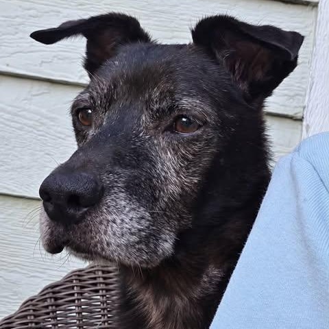 Enlarge LARRY, a Adoptable mixed breed in Nags Head, NC image 4/6