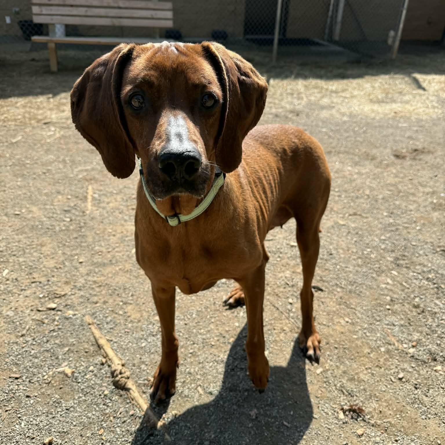Enlarge Penny, a ADOPTABLE Redbone Coonhound in Orange, VA image 2/2