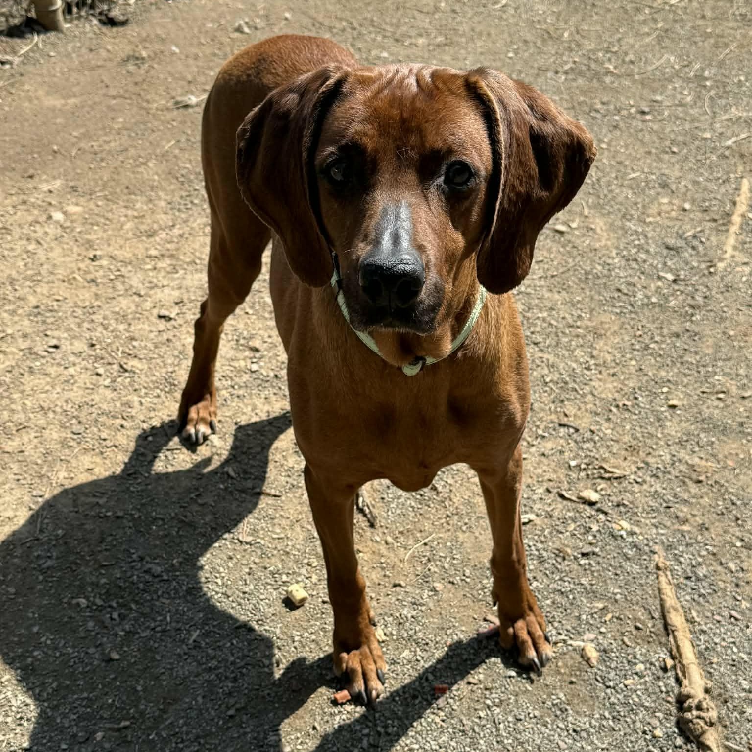 Penny, ADOPTABLE, Adult Female Redbone Coonhound.
