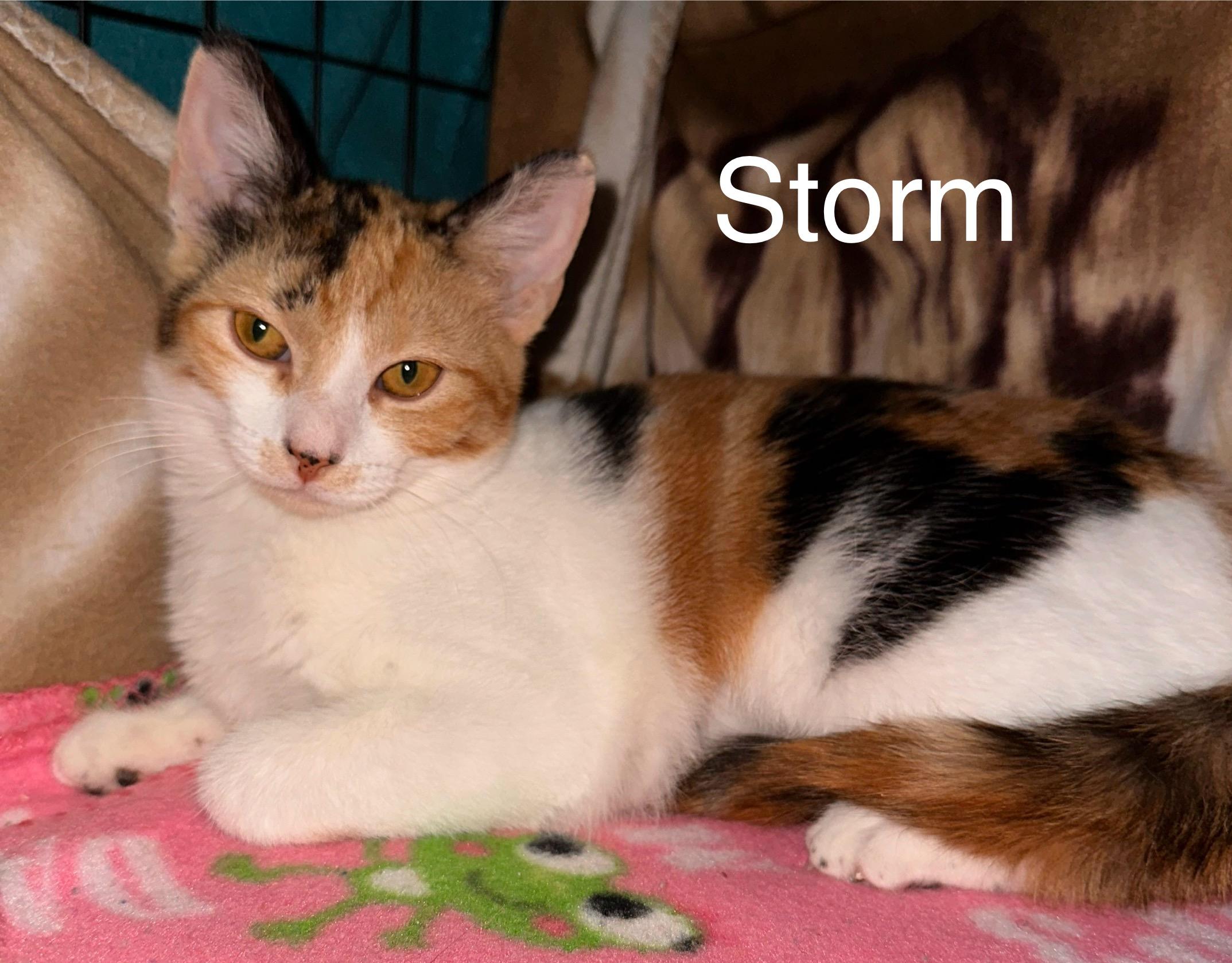 Storm, ADOPTABLE, Kitten Female Domestic Short Hair.