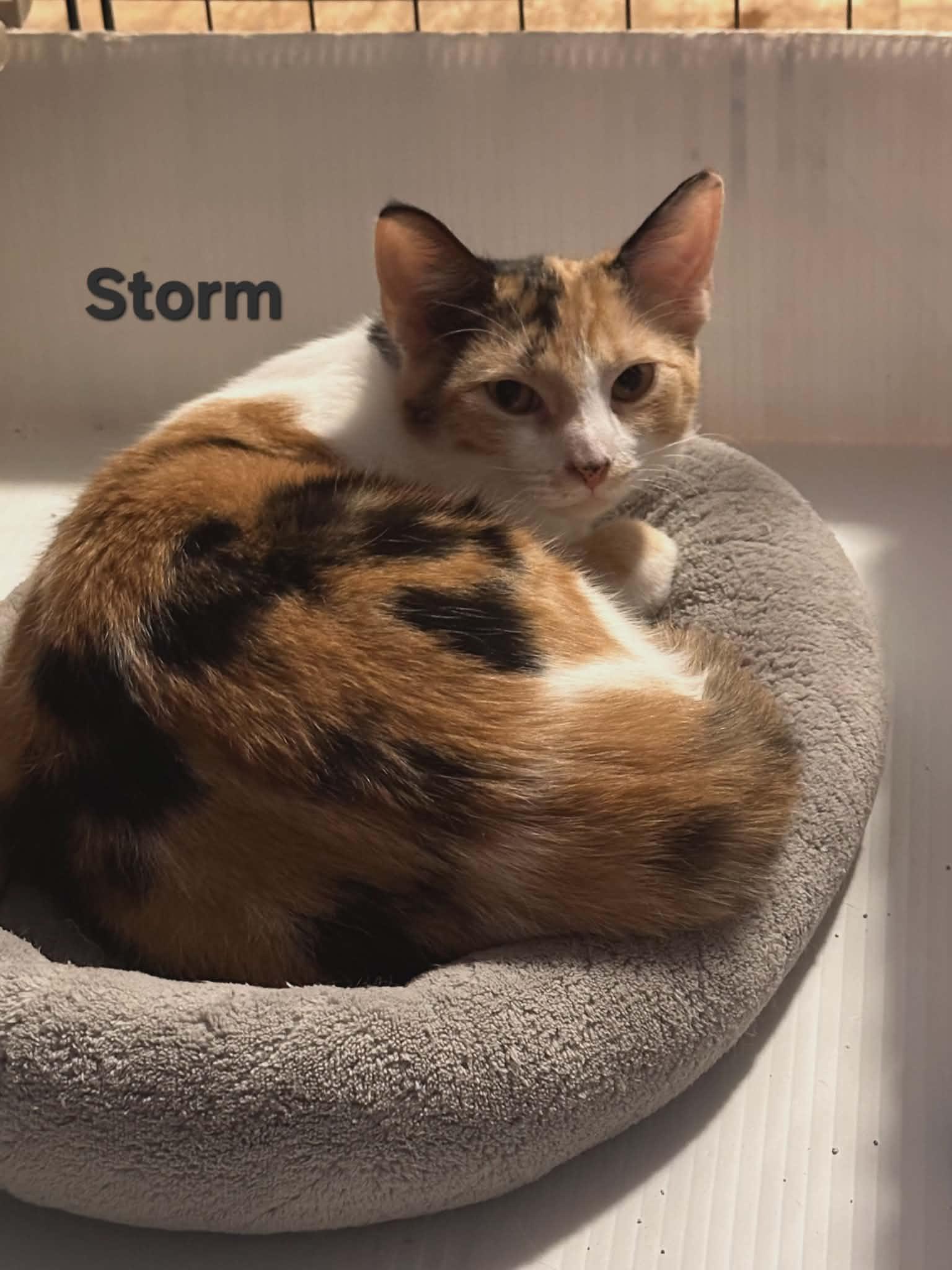 Storm, ADOPTABLE, Kitten Female Domestic Short Hair.