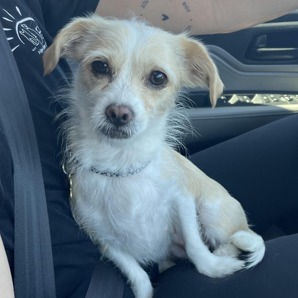 Marley, Adoptable, Adult Female Chihuahua.