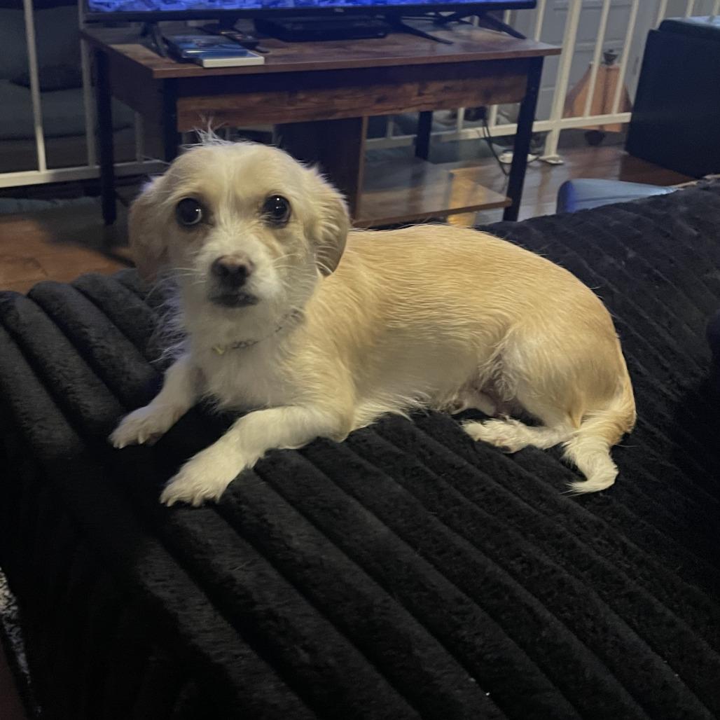 Marley, a Adoptable Chihuahua in St. George, UT image 2/3