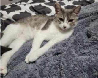 Enlarge Aurora, a Adopted Domestic Short Hair in Oakville, ON image 1/1