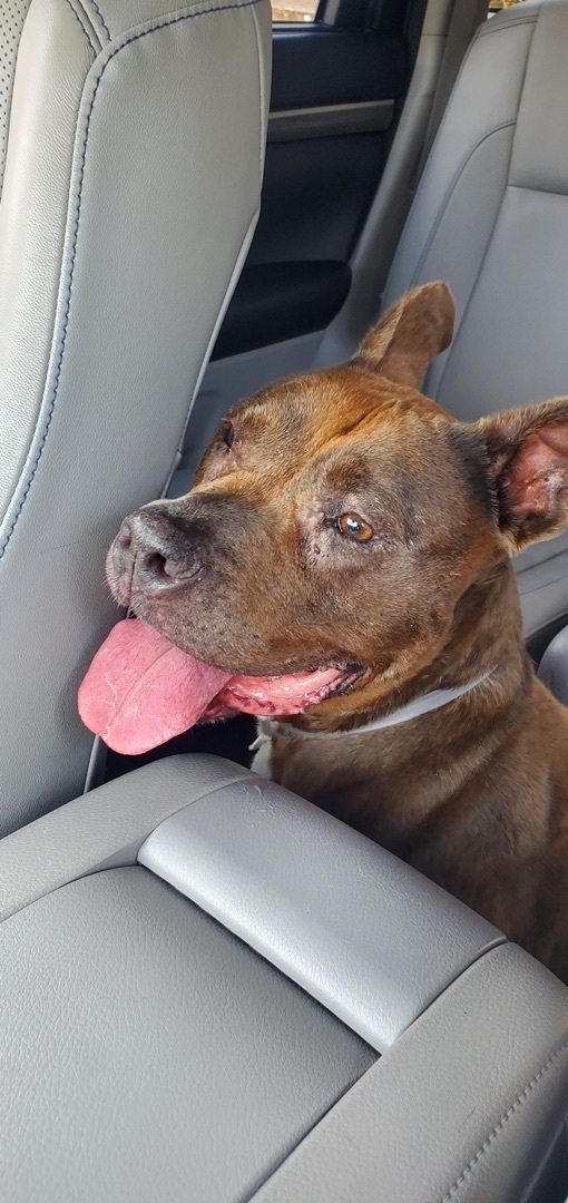 Enlarge Isabelle, a Adoptable American Staffordshire Terrier in Nashua, NH image 2/5