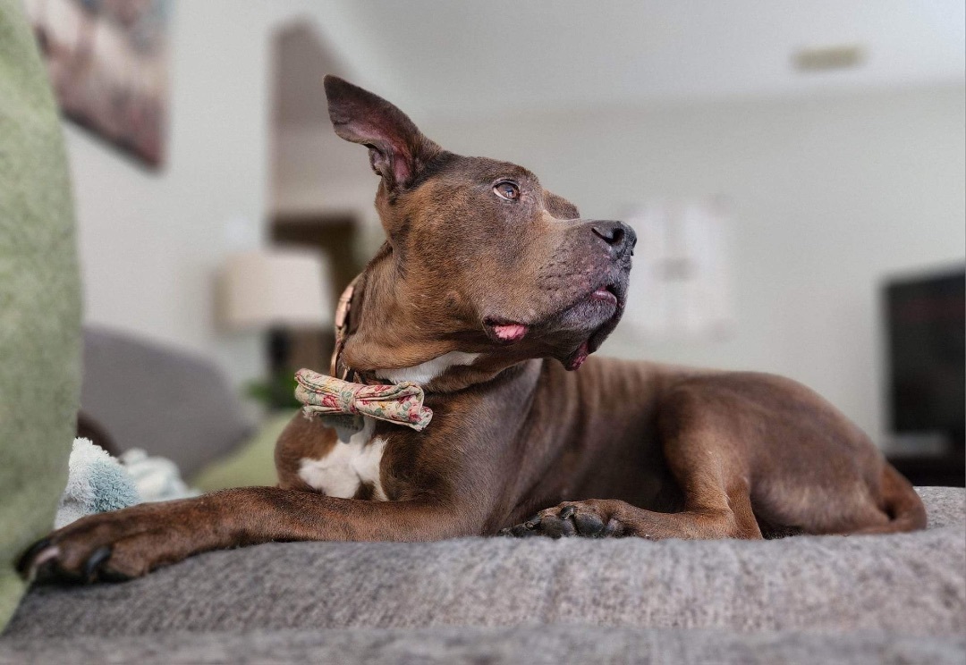 Enlarge Isabelle, a Adoptable American Staffordshire Terrier in Nashua, NH image 3/5