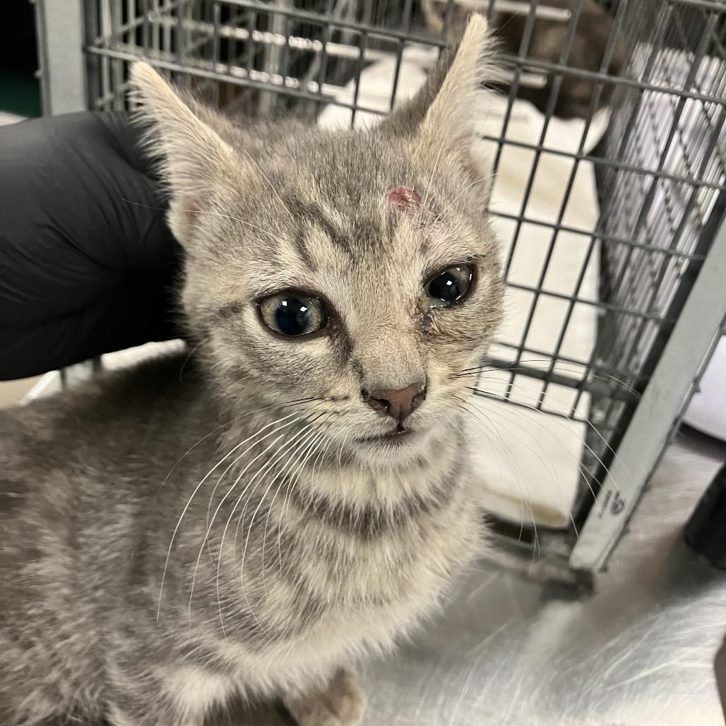 Joansey, Adoptable, Kitten Female Domestic Short Hair.